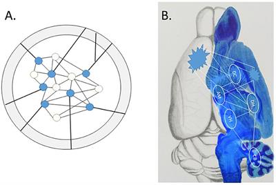 The Emergent Engram: A Historical Legacy and Contemporary Discovery